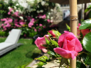 Rose bonbon : une rose de la terrasse du Lancelot pour la Route de la Rose