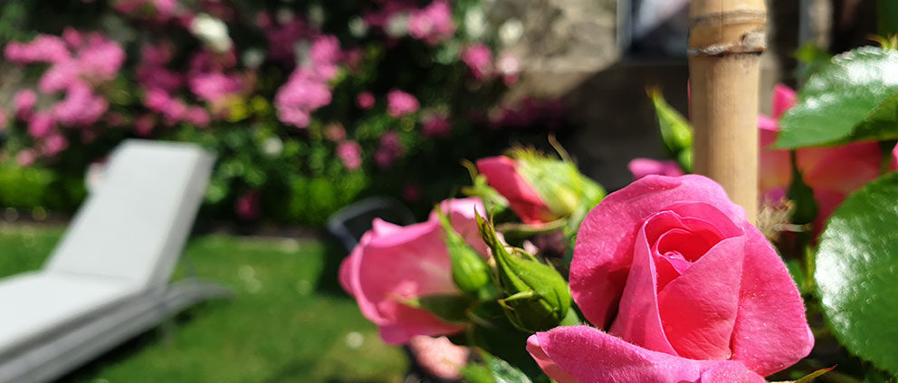 Rose bonbon : une rose de la terrasse du Lancelot pour la Route de la Rose